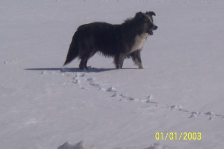 chien des neige